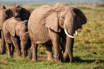 elephant family on the savannah of the Masai Mara National Reserve in Kenya