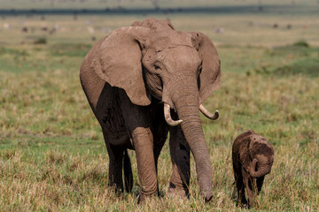 Fototapeta premium elephant family on the savannah of the Masai Mara National Reserve in Kenya