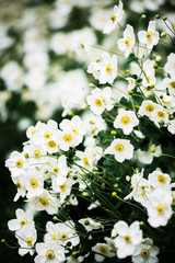 White Japanese anemone bushes blooming in autumn, flower background