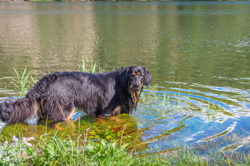 Chien Hovawart.