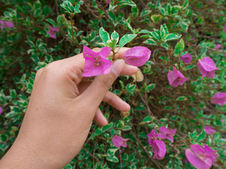 hand holding purple flowers (Bougainvillea) with public park background