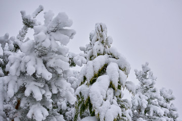 Snow covered trees