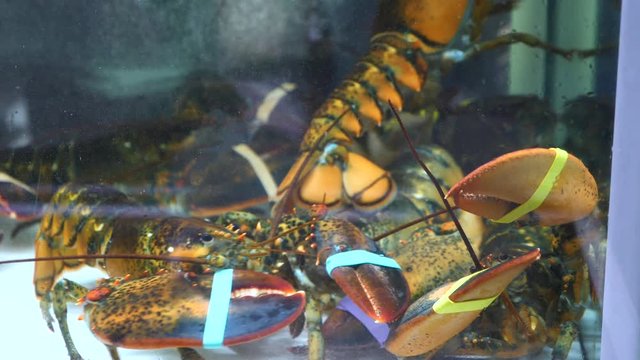 Lobsters And Crabs In Water Alive With Tied Pincers In Supermarket.