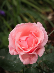 Closeup shot of a blooming rose.