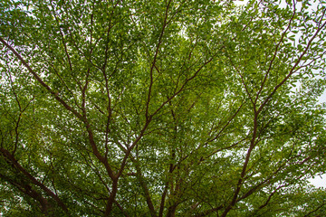 Tree branches