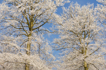 Naklejka premium arbre neige hiver