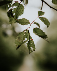 branch with green leaves