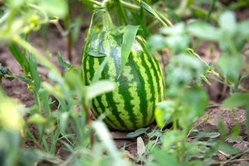 Natural organic green watermelon growing in the garden (field)