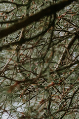 Obraz premium branches of a tree