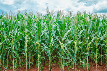 Obraz premium Corn plantation growing fast and healthy. Green foliage, cobs developing. Farming scene. Brazilian plantation of corn.