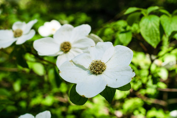 Obraz na płótnie Canvas Weisse Nuttalls Blüten-Hartriegel im Sequoia Park, Kalifornien, USA