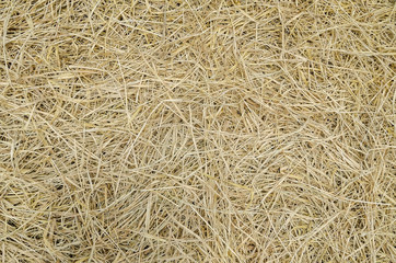 Dry grass. Texture of a dry grass on the floor. Capim seco.