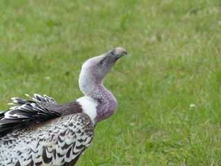 Vulture