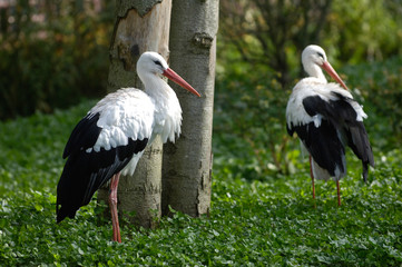 animaux oiseaux cigogne plumes