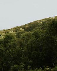 tree in forest