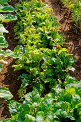 A row of beets growing in the home garden.