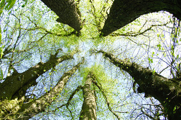 environnement arbres bois 