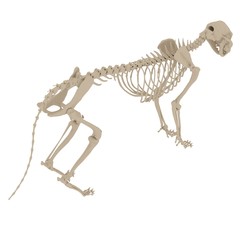 Cat Skeleton Anatomy. 3d rendering