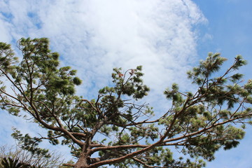 木と空