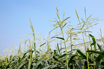 Closeup cornfield