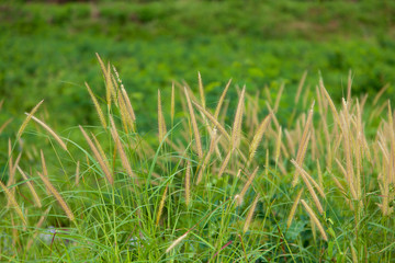 Liliopsida