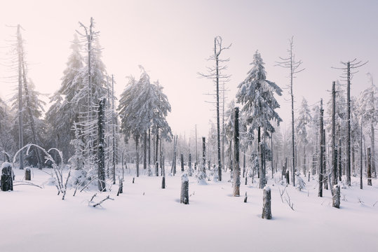 Sonnenaufgang und Nebel im Winterwald des Fichtelgebirges