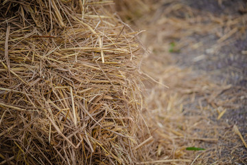 Dry straw