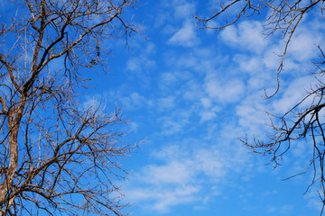 dead tree and blure sky