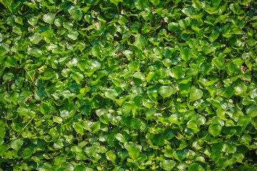 Obraz premium Eichhornia crassipes