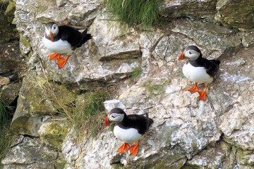 Puffin Group 2