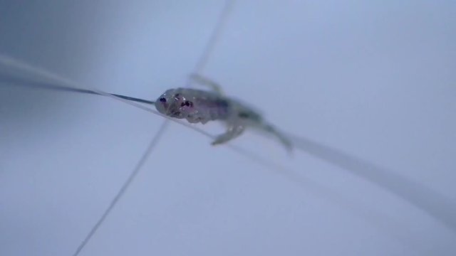 Kopflaus (Pediculus humanus capitis) head louse