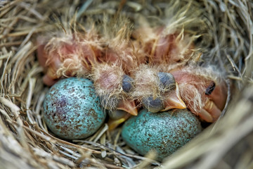 Little newborn baby bird of the Song Thrush Turdus Philomelos