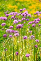 Zierlauch (Allium) Blüten im Garten