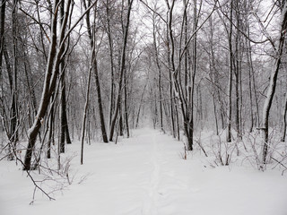snowy forest
