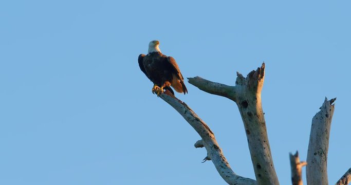 Beautiful shot of Bald Eagle sitting atop of a dead tree - eagle flies away in super slow motion as camera tracks him.  Sunset golden hour.  4K.