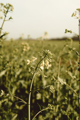 wild flowers in field
