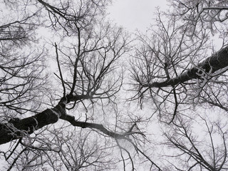 snowy forest