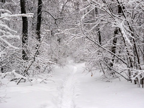 snowy forest