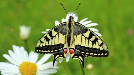 Schwalbenschwanz Schmetterling an Margeriten