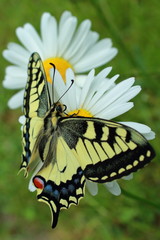 Schwalbenschwanz Schmetterling an Margeriten