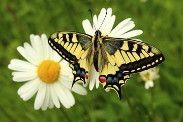Schwalbenschwanz Schmetterling an Margeriten
