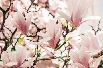 Gordijnen Blooming magnolia tree in the spring © uliab