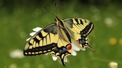 Schwalbenschwanz Schmetterling