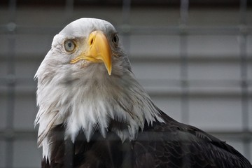 Sitka, Alaska, USA: A bald eagle (Haliaeetus leucocephalus) at the Alaska Raptor Center.