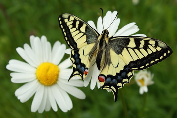 Schwalbenschwanz Schmetterling