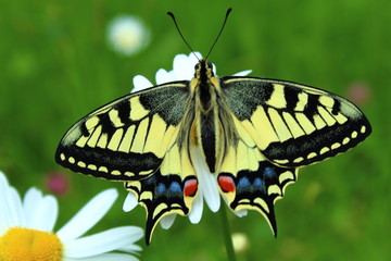 Schwalbenschwanz Schmetterling