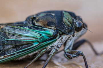 Cicada