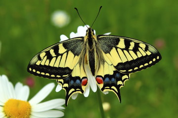 Schwalbenschwanz Schmetterling (Papilio machaon)