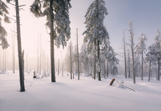Sonnenaufgang und Nebel im Winterwald des Fichtelgebirges