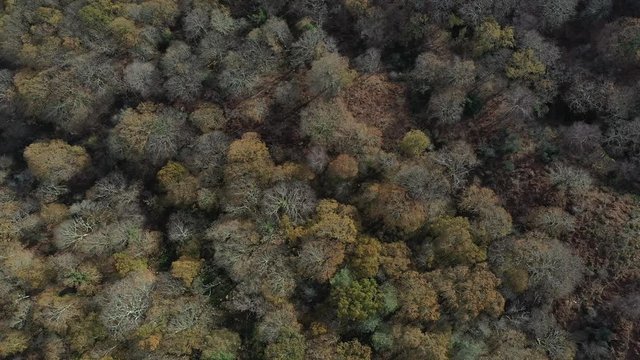 Oak forest, Remendon forest, Guriezo Municipality, Cantabria, Spain, Europe